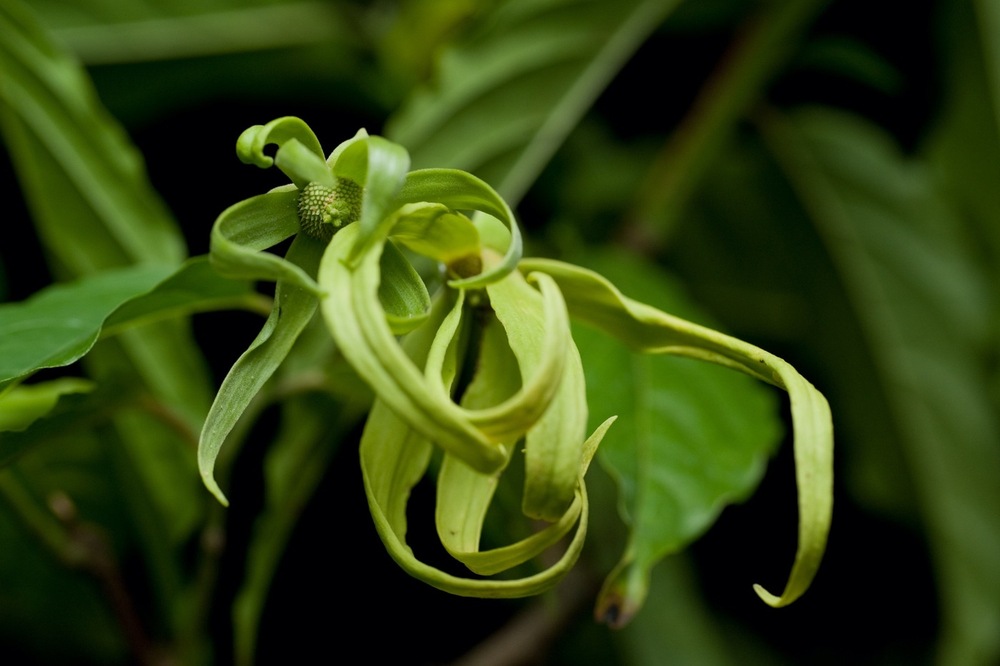レッドイランイラン　香水・花木・観葉・園芸・バンレイシ科