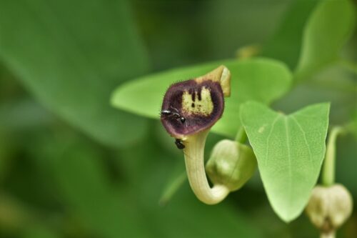 ミヤコアオイ(ウマノスズクサ科) | 見ごろの植物