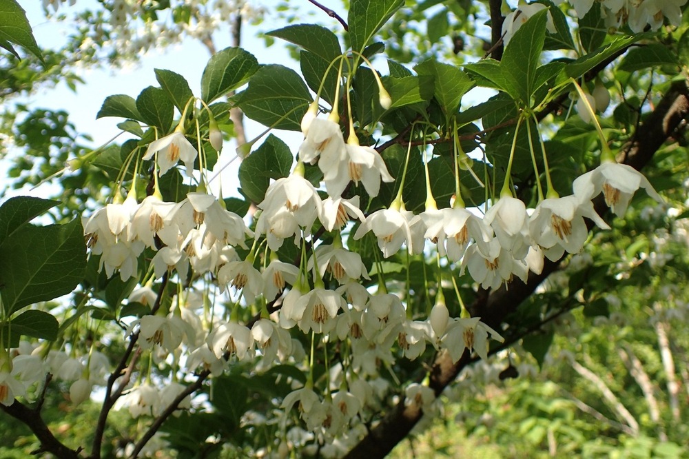 エゴノキ(エゴノキ科) | 見ごろの植物