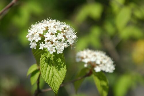 ガマズミ(ガマズミ科) | 見ごろの植物
