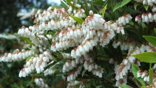アセビ（ツツジ科） | 見ごろの植物