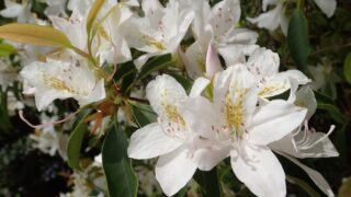 アマミセイシカ_1-320x180.jpg