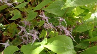 イカリソウ（メギ科） | 見ごろの植物