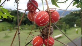 オキナワスズメウリ（ウリ科） | 見ごろの植物