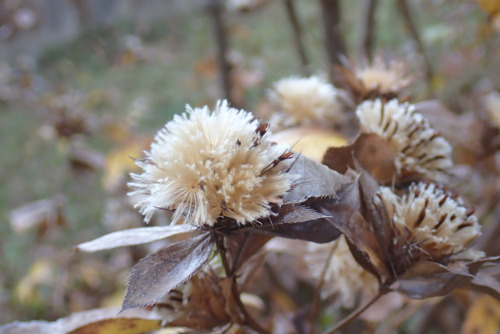 オケラ（キク科）