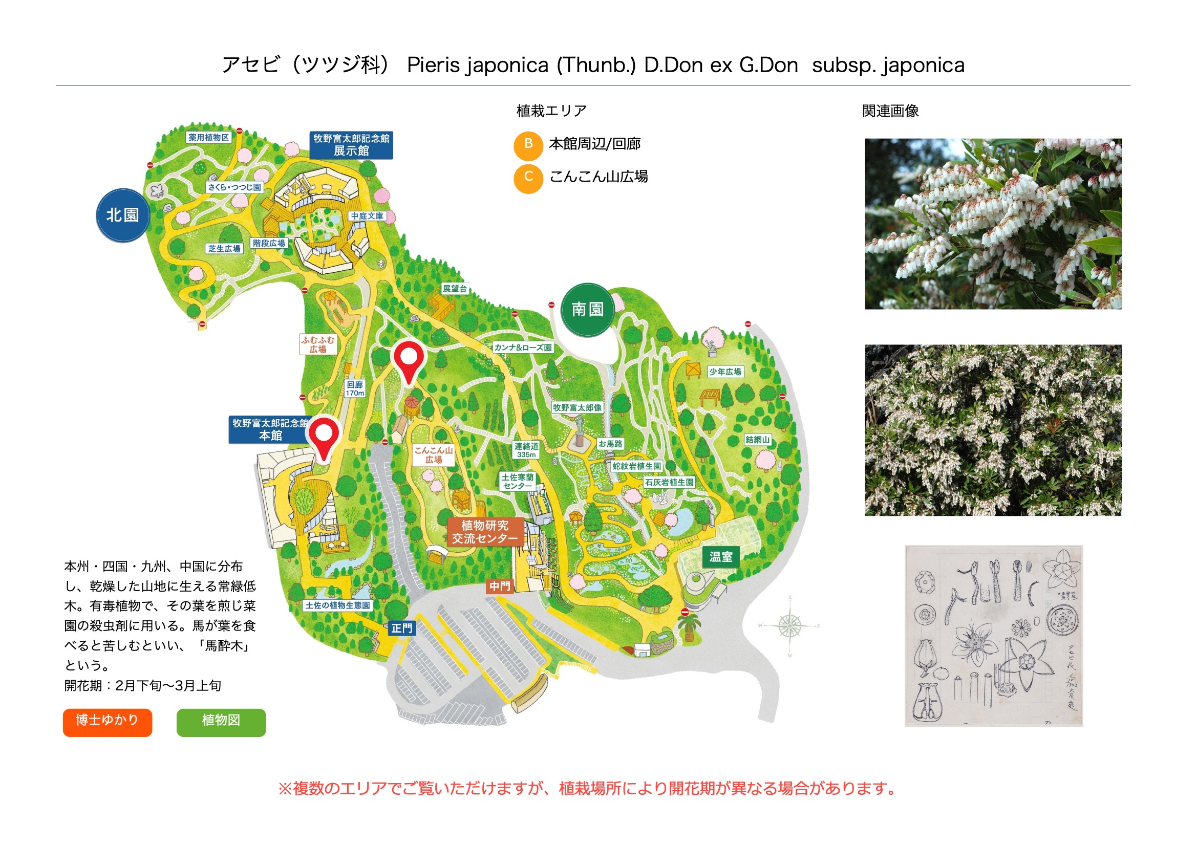 アセビ（ツツジ科） | 見ごろの植物