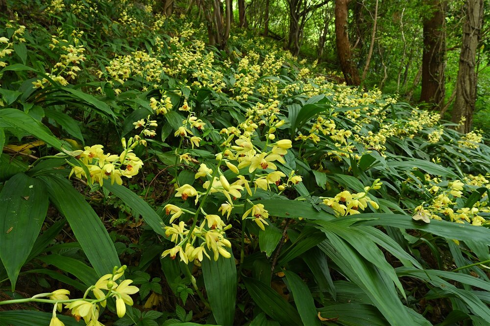 ガンゼキラン(ラン科) | 見ごろの植物