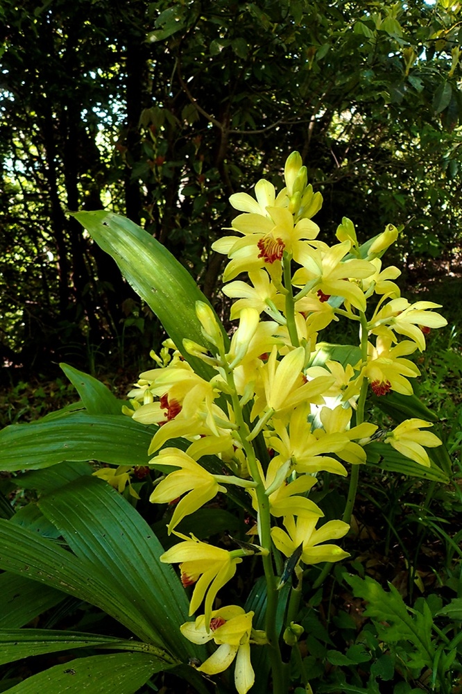 ガンゼキラン(ラン科) | 見ごろの植物