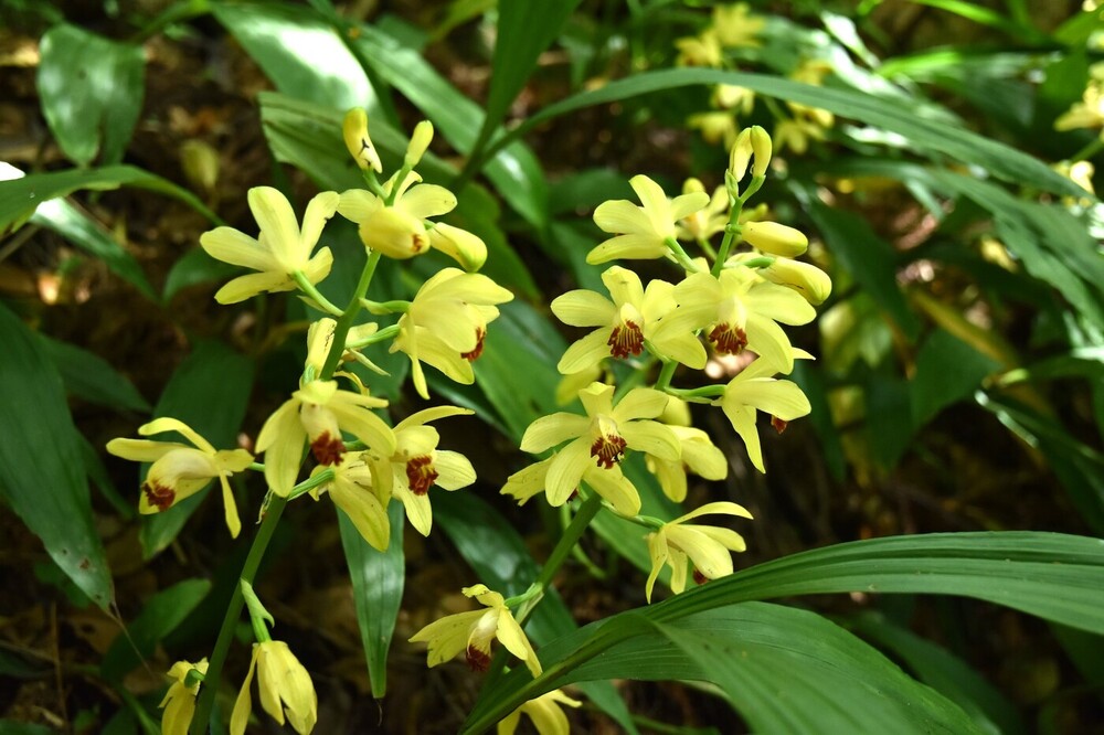 ガンゼキラン(ラン科) | 見ごろの植物