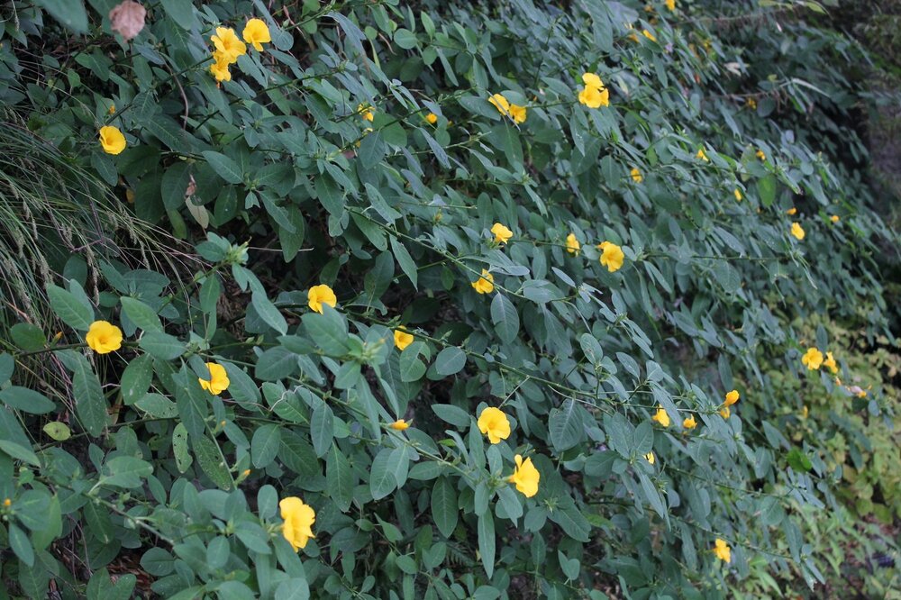 キバナアマ（アマ科） | 見ごろの植物