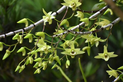 キバナノセッコク（ラン科） | 見ごろの植物