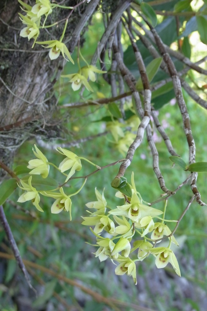 キバナノセッコク（ラン科） | 見ごろの植物