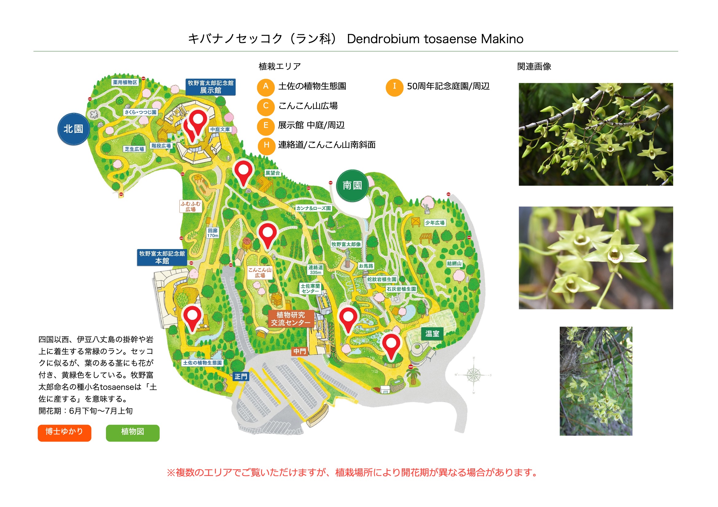 キバナノセッコク（ラン科） | 見ごろの植物