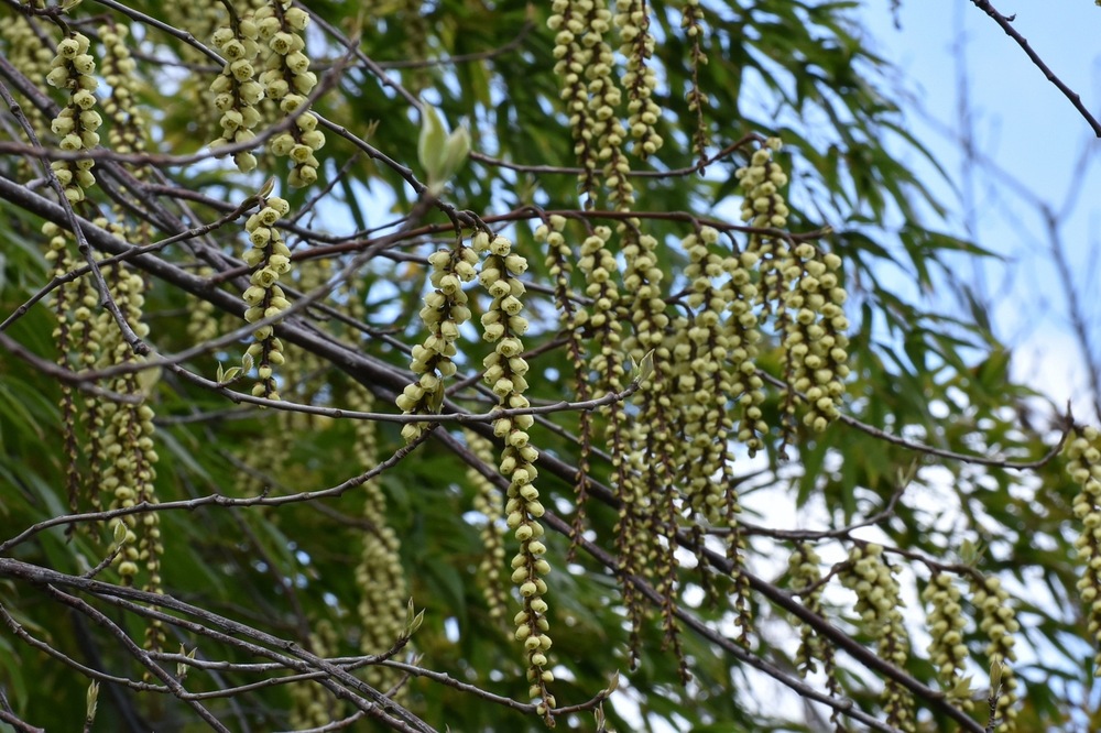 キブシ(キブシ科) | 見ごろの植物