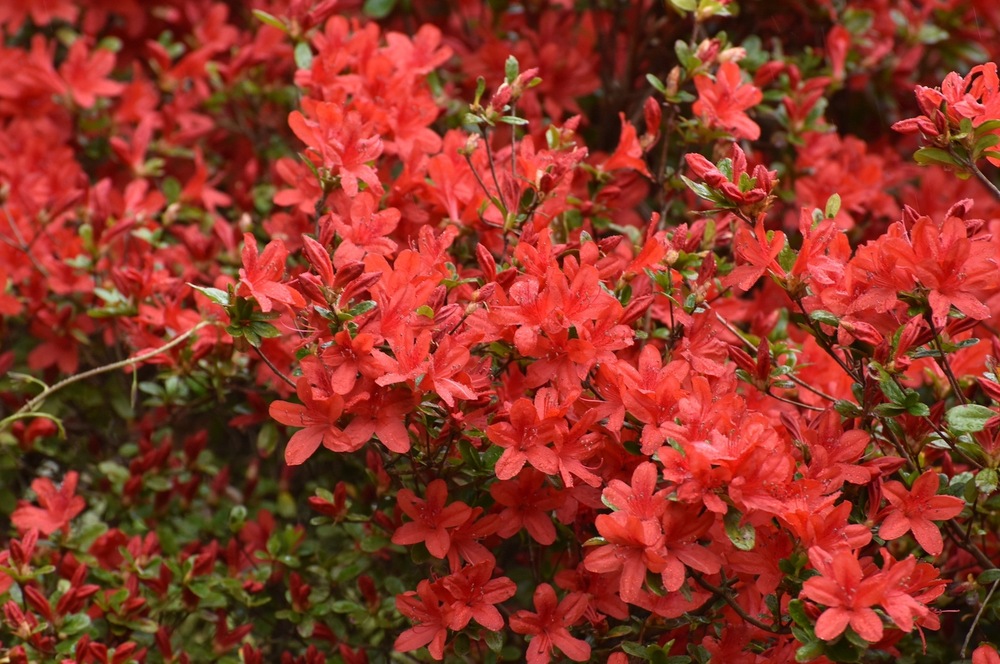 キリシマツツジ（ツツジ科） | 見ごろの植物