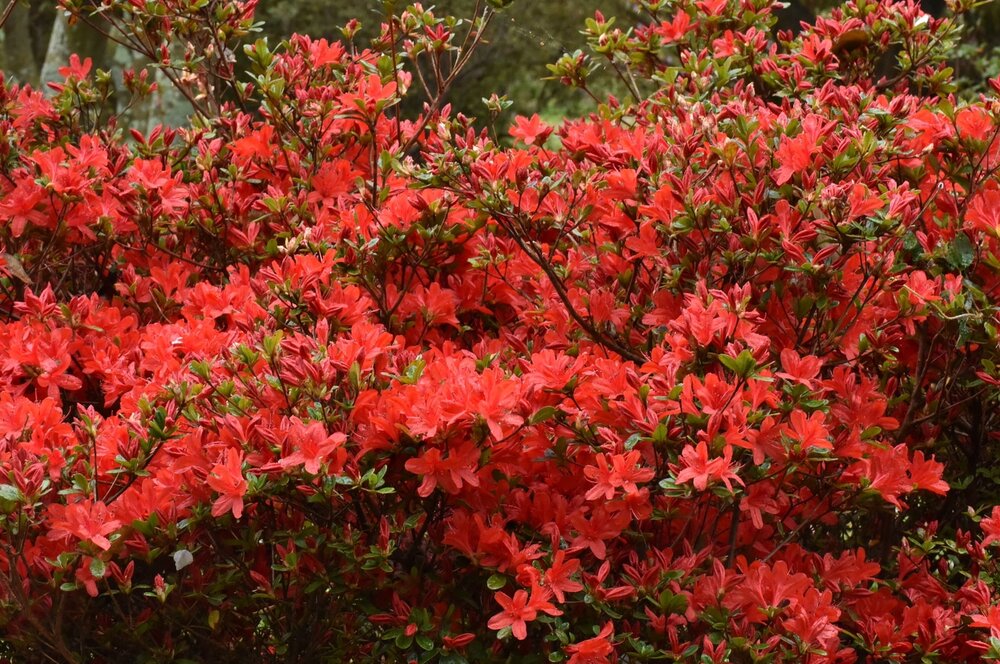 キリシマツツジ（ツツジ科） | 見ごろの植物