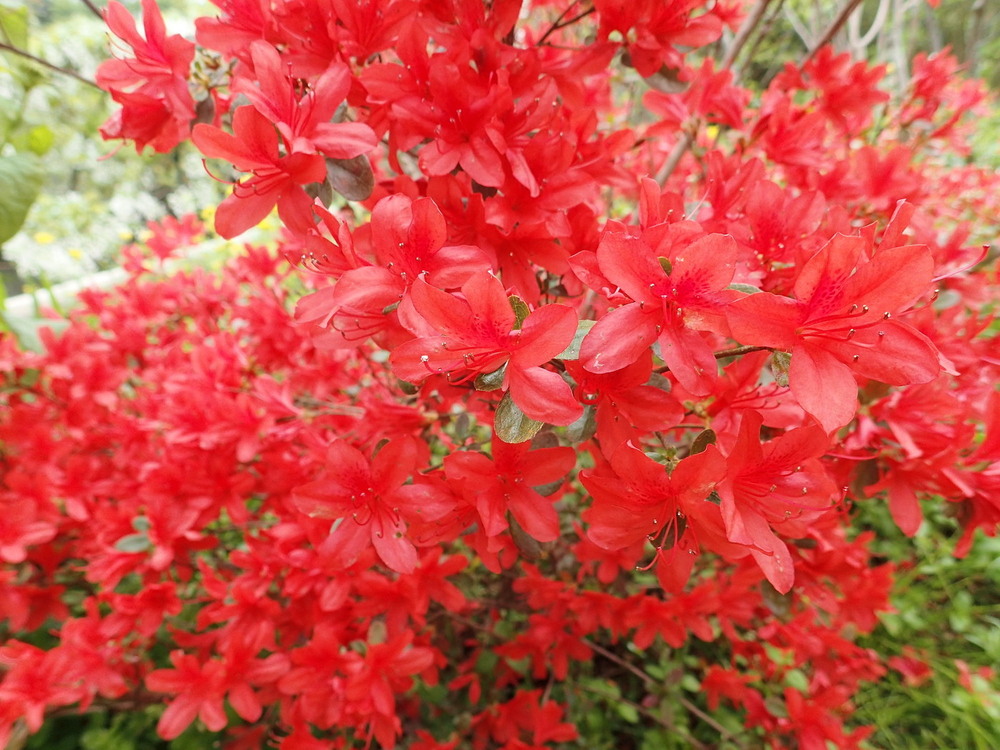 キリシマツツジ（ツツジ科） | 見ごろの植物