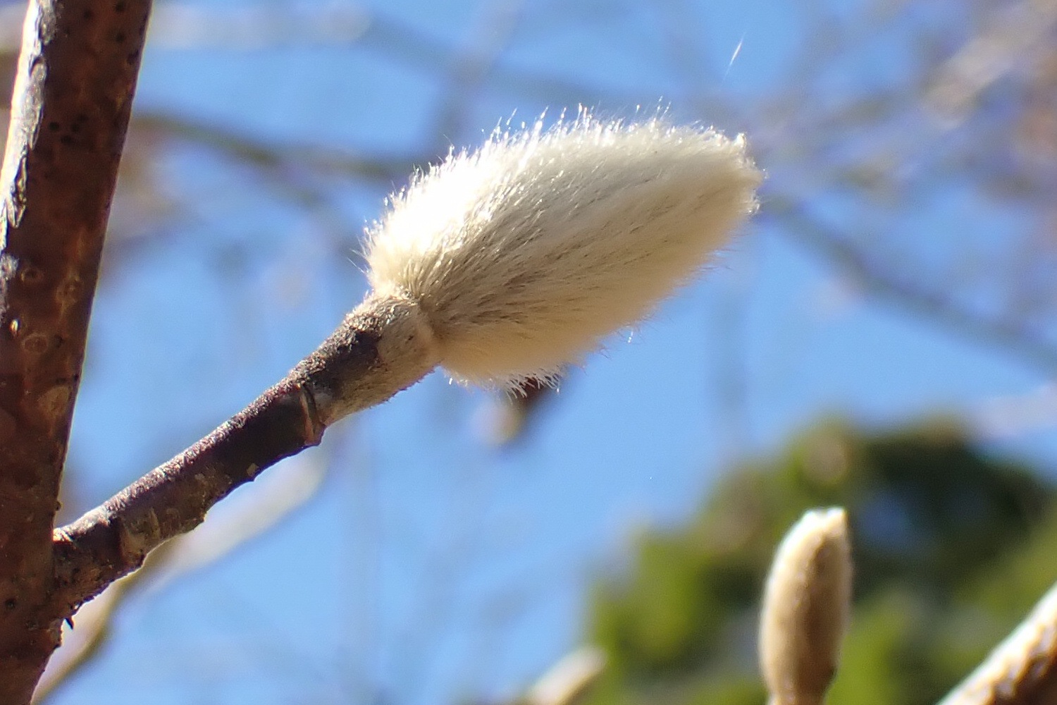 コブシ(モクレン科) | 見ごろの植物