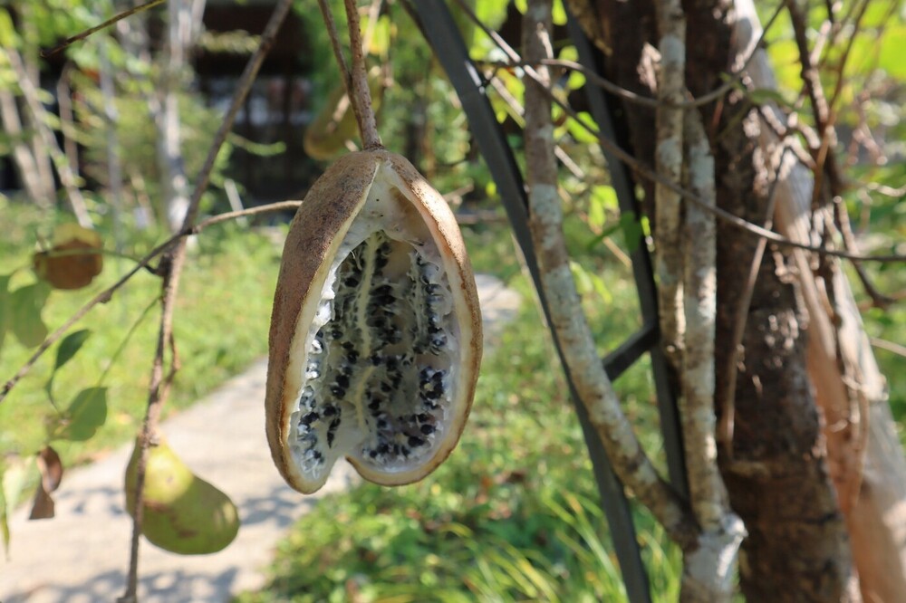 ゴヨウアケビ(アケビ科) | 見ごろの植物