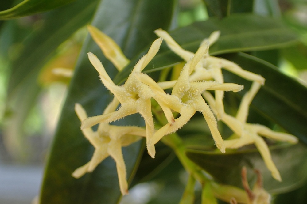 サカキカズラ（キョウチクトウ科） | 見ごろの植物