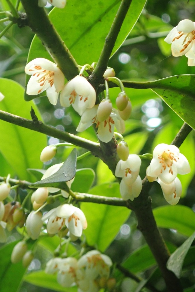 サカキ(サカキ科) | 見ごろの植物