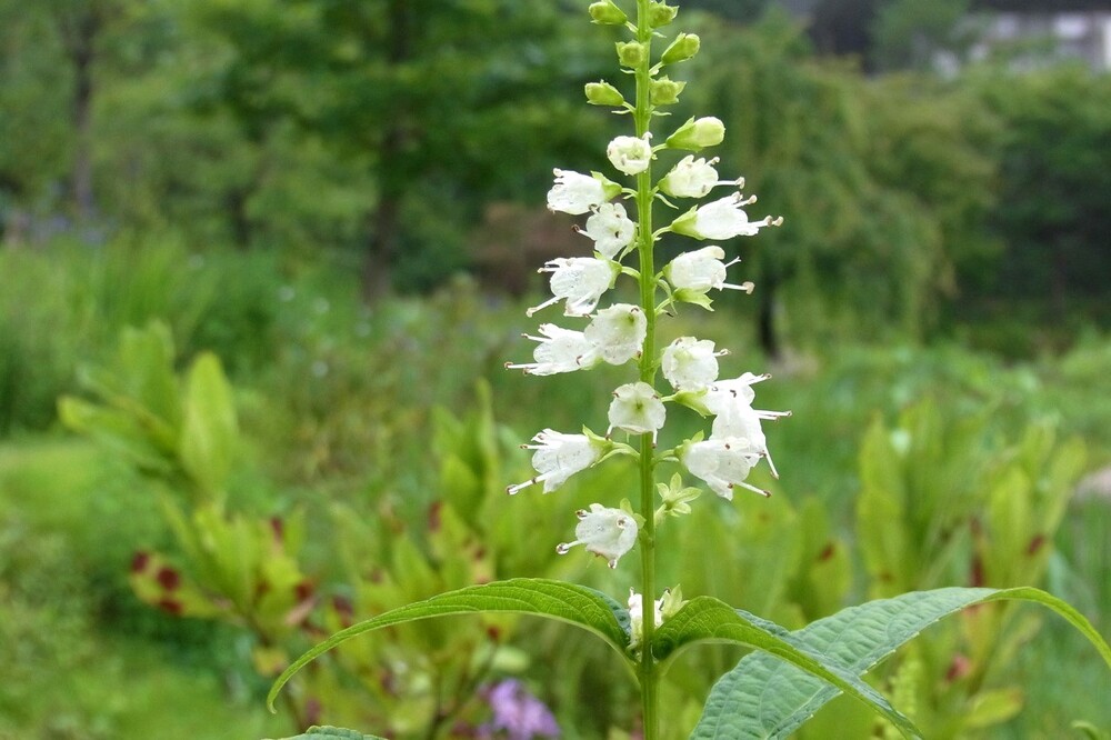 シモバシラ(シソ科) | 見ごろの植物