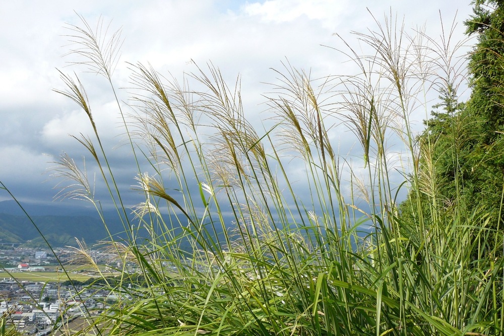 ススキ（イネ科） | 見ごろの植物