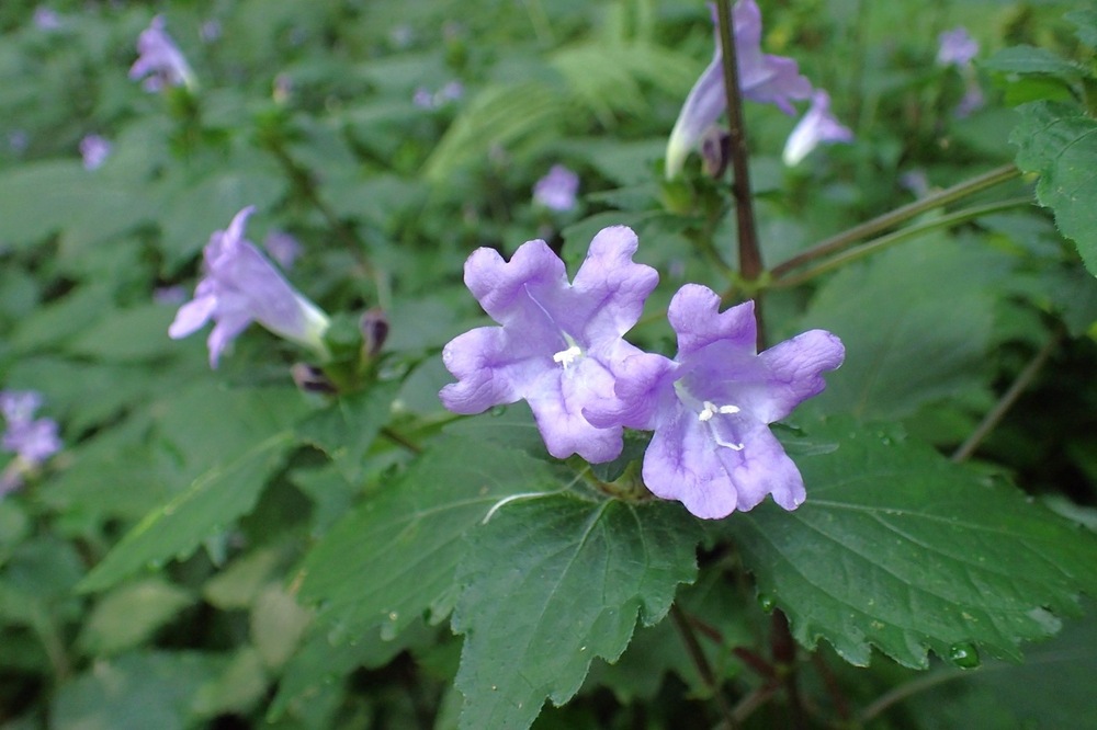 センニンソウ他 野の花 ご確認用 センニンソウ他 野の花 ご確認用 