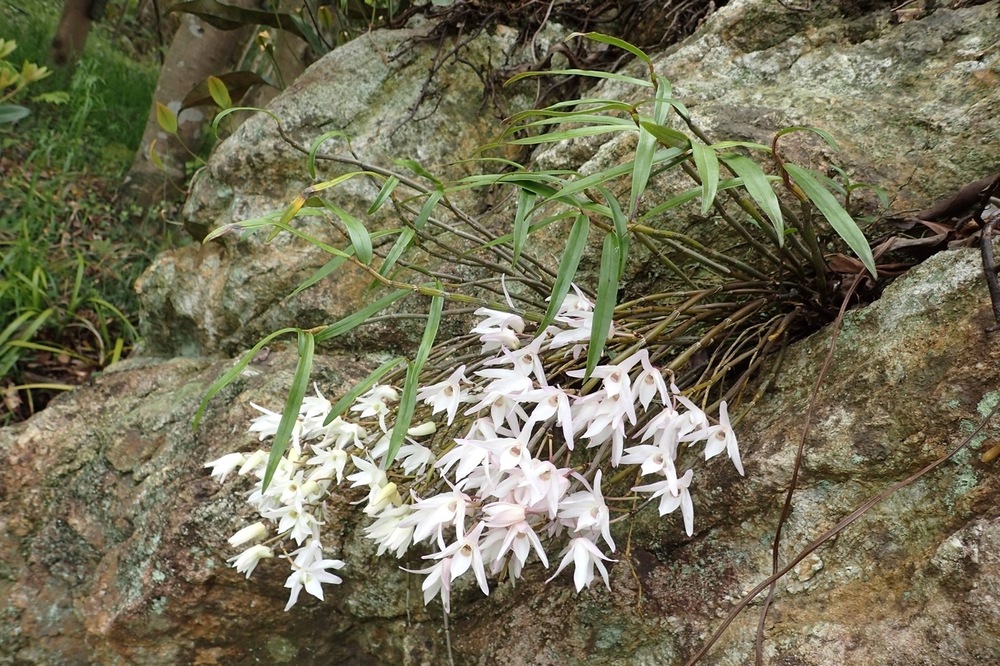 セッコク（ラン科） | 見ごろの植物 