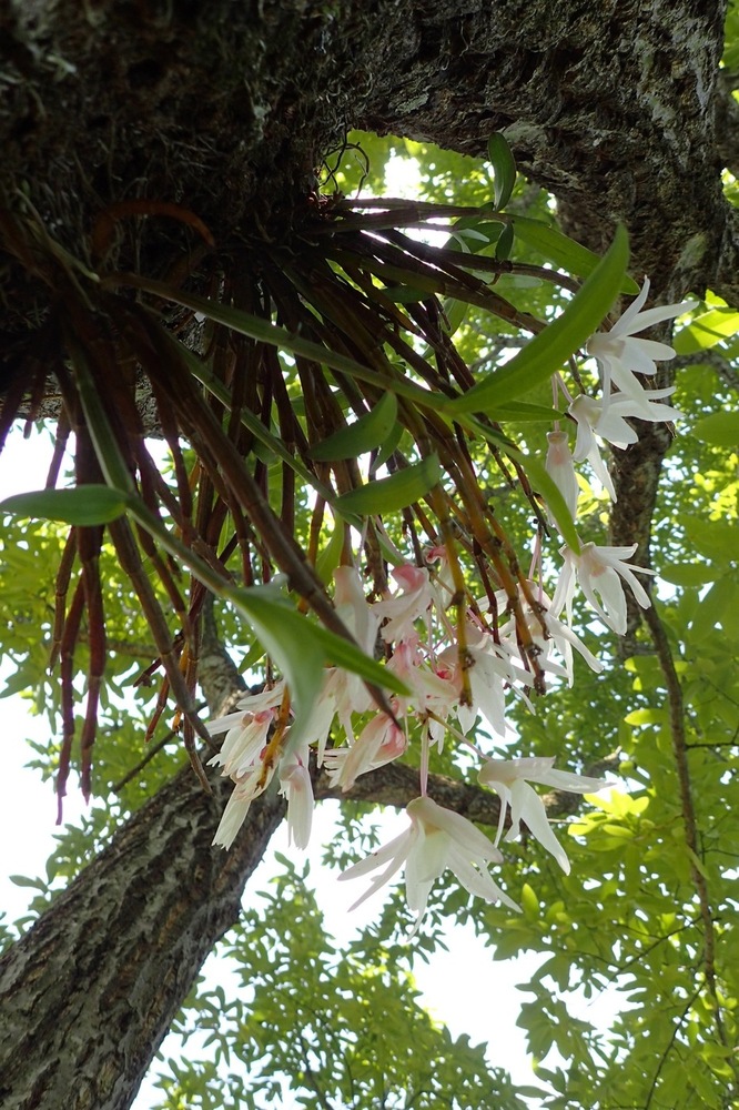 セッコク（ラン科） | 見ごろの植物
