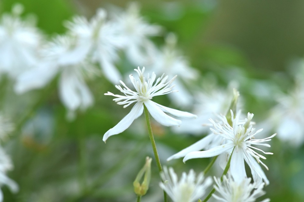 センニンソウ他 野の花 ご確認用 センニンソウ他 野の花 ご確認用 