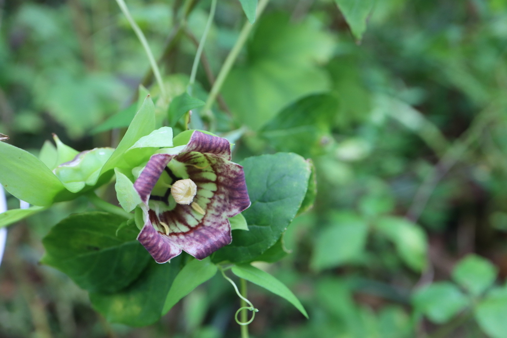 ツルニンジン（キキョウ科） | 見ごろの植物