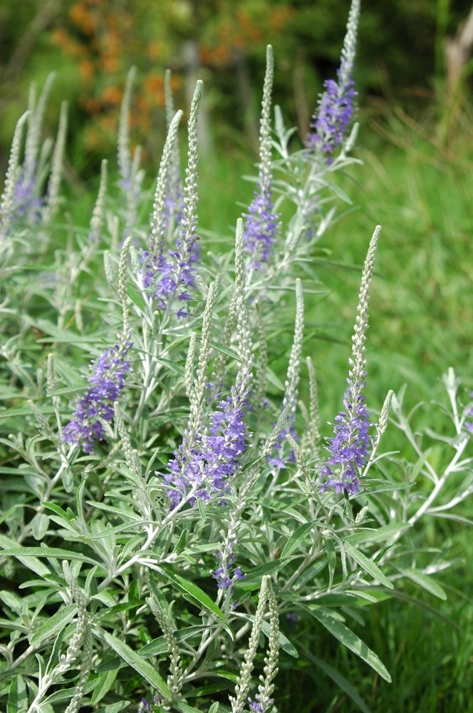 トウテイラン（オオバコ科） | 見ごろの植物