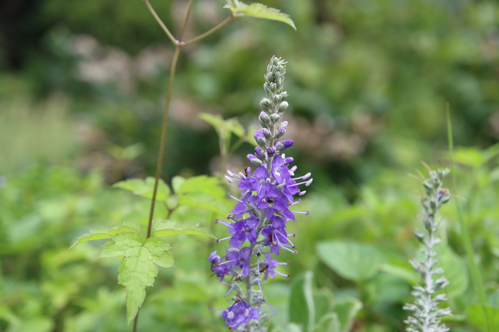 トウテイラン（オオバコ科） | 見ごろの植物