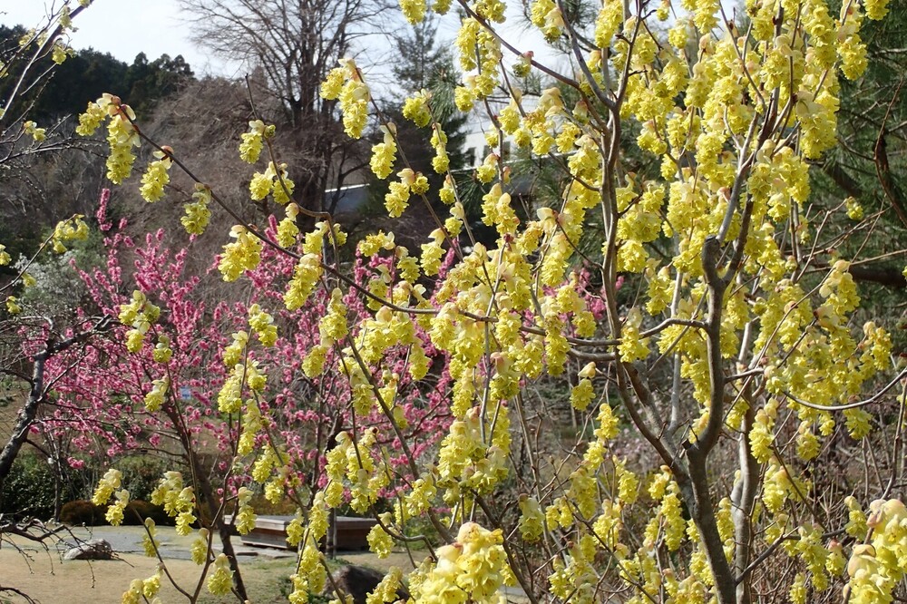 トサミズキ（マンサク科） | 見ごろの植物