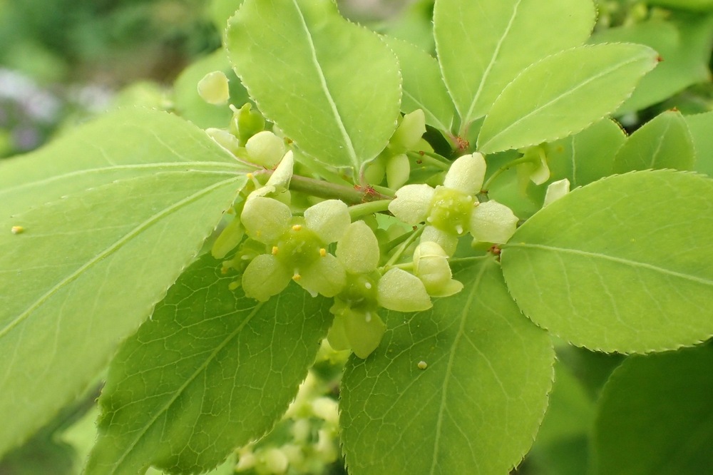 ニシキギ（ニシキギ科） | 見ごろの植物