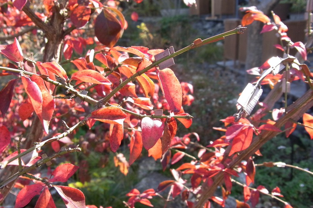 ニシキギ（ニシキギ科） | 見ごろの植物
