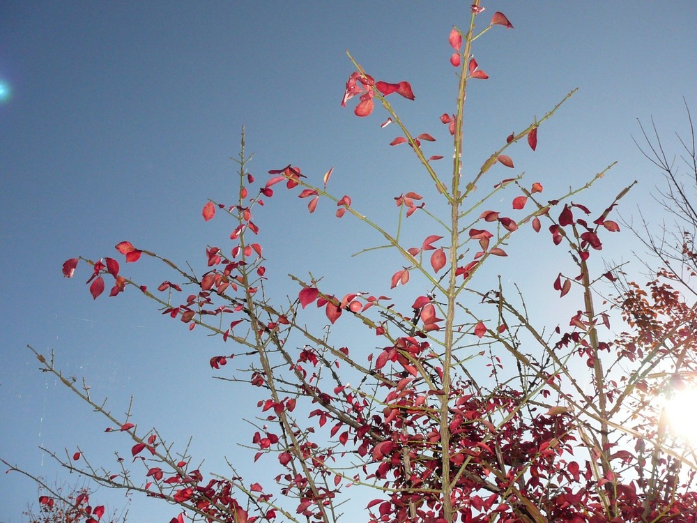 ニシキギ（ニシキギ科） | 見ごろの植物