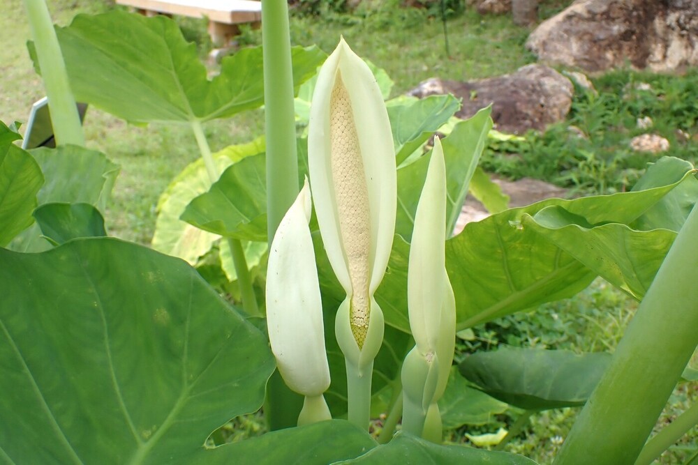 ハスイモ（サトイモ科） | 見ごろの植物