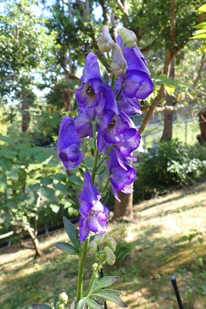 kinpouge ハナトリカブト(キンポウゲ科) | 見ごろの植物