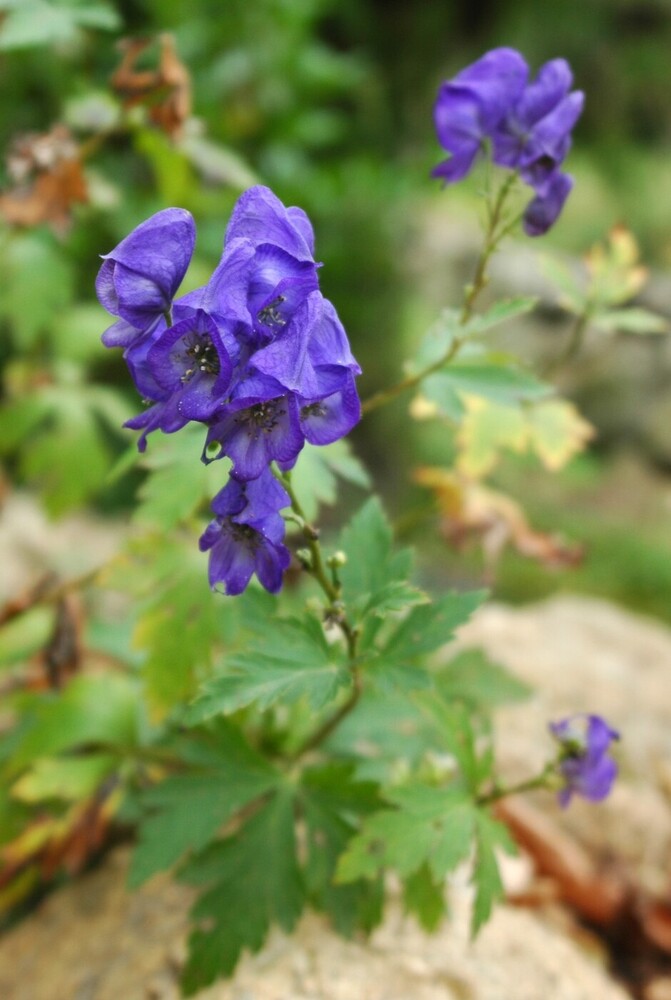 kinpouge ハナトリカブト（キンポウゲ科） | 見ごろの植物