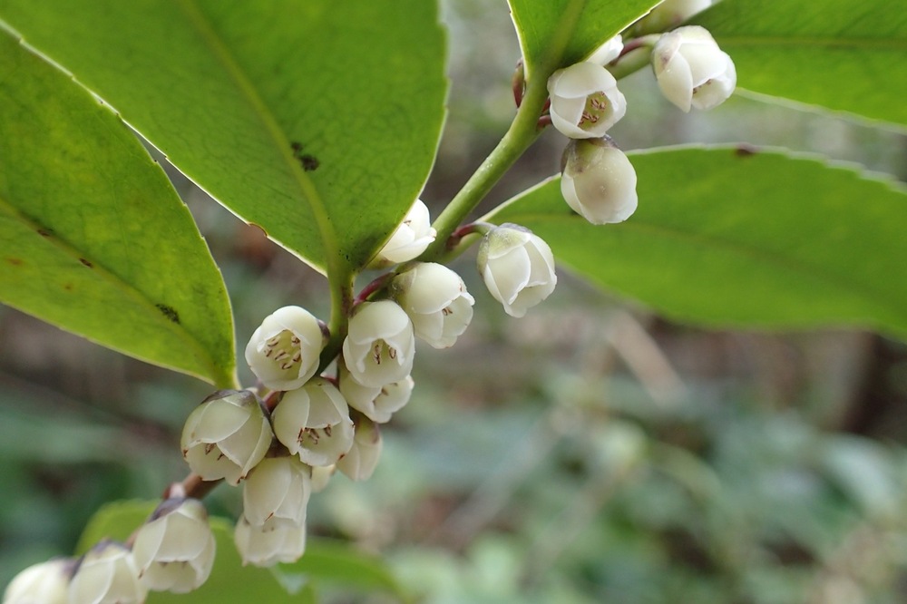 ハマヒサカキ(サカキ科) | 見ごろの植物