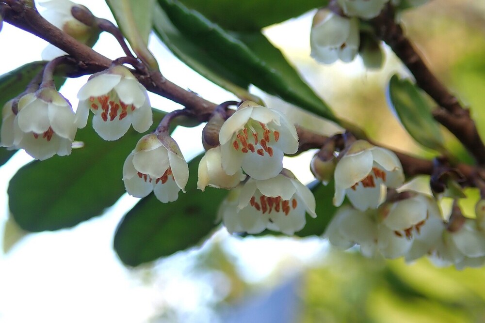 ハマヒサカキ(サカキ科) | 見ごろの植物