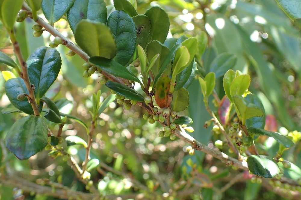 ハマヒサカキ(サカキ科) | 見ごろの植物