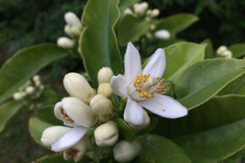 ヘラノキ(シナノキ科) | 見ごろの植物