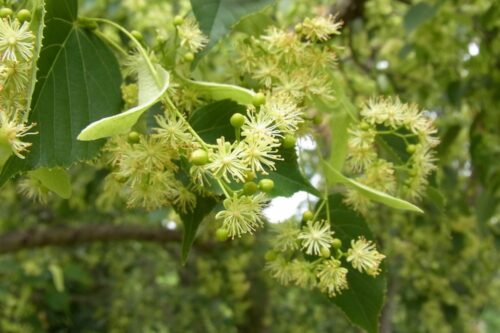 ヘラノキ(シナノキ科) | 見ごろの植物