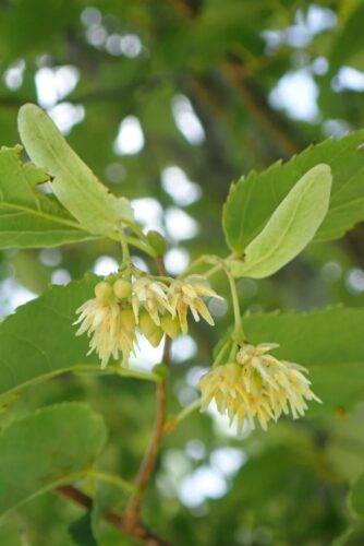 ヘラノキ(シナノキ科) | 見ごろの植物