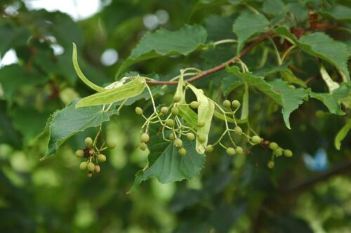 ヘラノキ(シナノキ科) | 見ごろの植物