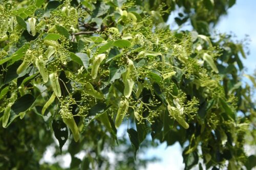 ヘラノキ(シナノキ科) | 見ごろの植物