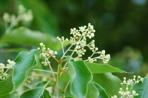 ヘラノキ(シナノキ科) | 見ごろの植物